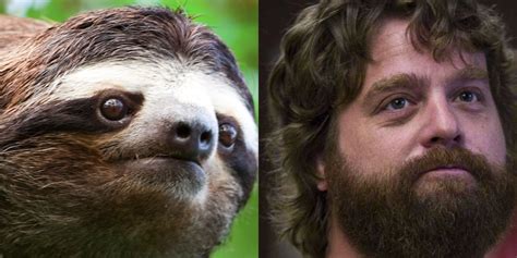 Sloths Who Look Like Famous People