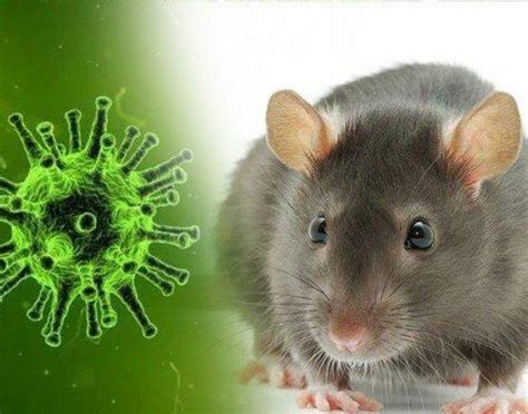 Centers for disease control and prevention (cdc). A case of hantavirus has been reported in China. Here's ...