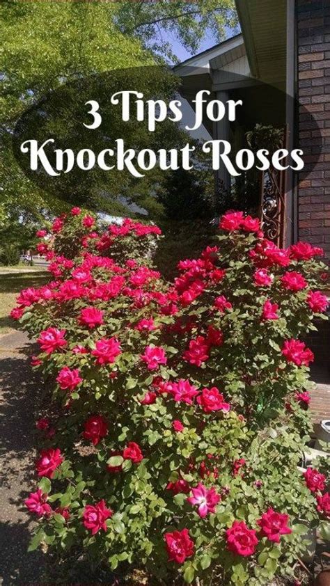 Care Tips For Knock Out Roses Gwin Gal Inside And Out Making Your