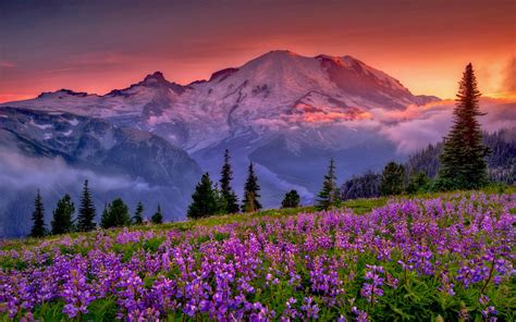 We've gathered more than 5 million images uploaded by our users and sorted them by the most popular ones. Sunset Mountain Flowers Rainier National Park Washington ...