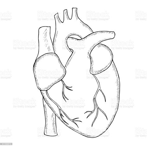 Human Heart Sketch Liner Stock Illustration Download Image Now Istock