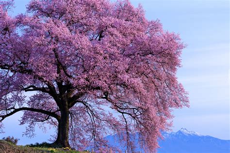 Kwitnące Drzewo Wiosna Góry