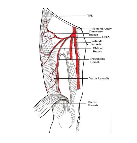 Cureus Anatomic Variations Of The Deep Femoral Artery And Its