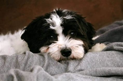 Small Dog Breeds That Are Black And White All The Facts All About