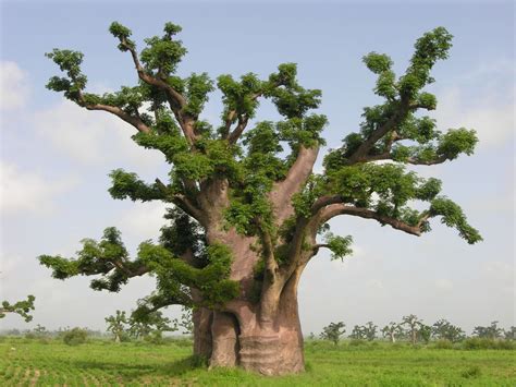 Baobab Gigantesque De La Région De Nguékokh Au Sénégal