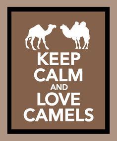 There are three living species of camels. Pin on Places to go