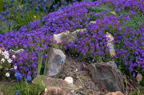 Plantes De Rocaille Rampantes 10 Vivaces à Floraison Spectaculaire