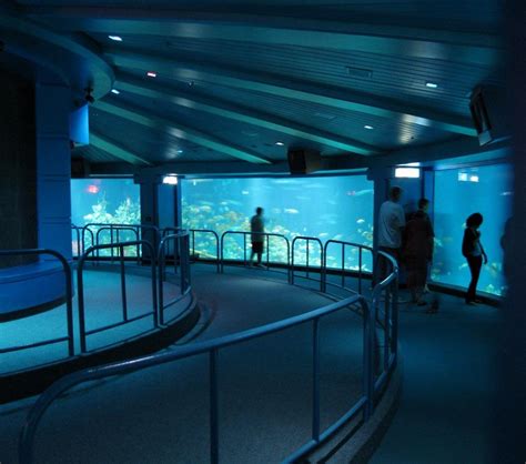 Did You Know The Seas In Epcot Is The Second Largest Aquarium In The