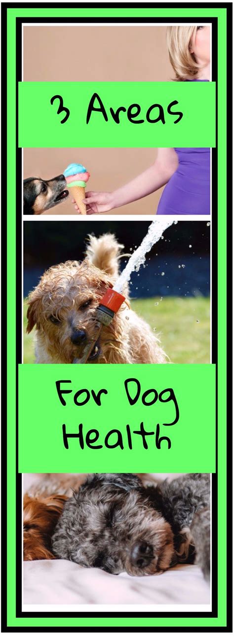 How To Keep A Dog Healthy 3 Ways To Keep Your Dog In Tip Top Health