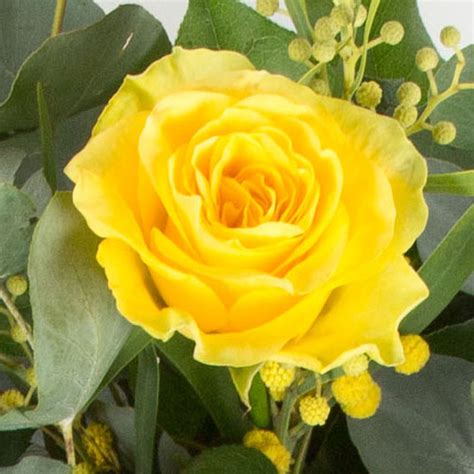 Dozen Long Stemmed Yellow Roses