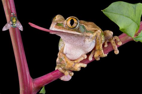 Frog Tongue Images Browse 2783 Stock Photos Vectors And Video