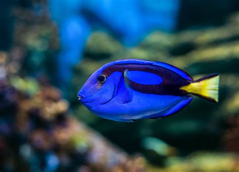 To Protect Coral Reefs Keep Dory Swimming Shareamerica
