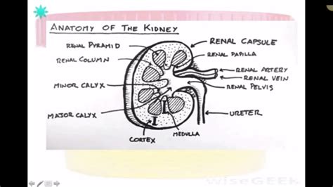 Dog Anatomy Kidneys