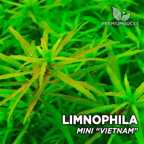 Limnophila Mini Vietnam 🛒 Premiumbuces