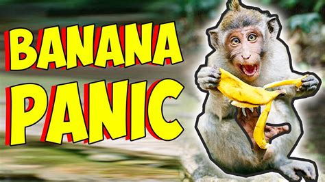 Bananas Are About To Go Extinct Again Youtube