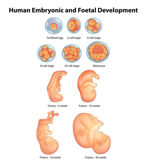 Fetal Development Week By Week Stages Of Pregnancy