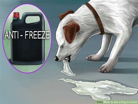 How To Get A Dog To Vomit 15 Steps With Pictures Wikihow