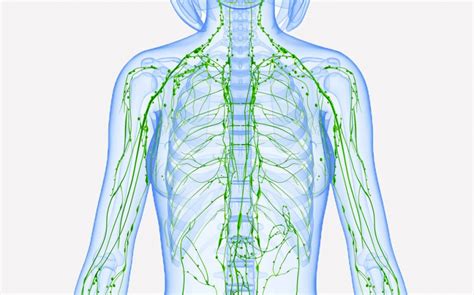 Geschwollene Lymphknoten Ursachen And Therapie Onmedade