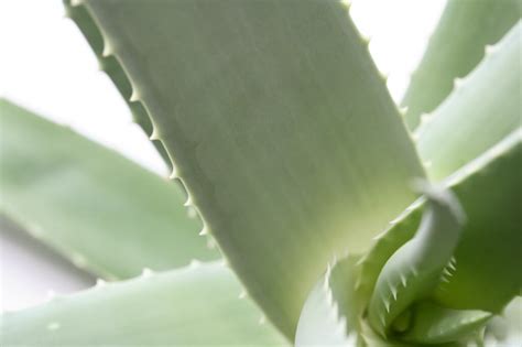 The symptoms appear in the plant, plant parts or in the cells due to scarcity of water are termed as wilting. Visual Dictionary: Turgid - GRE