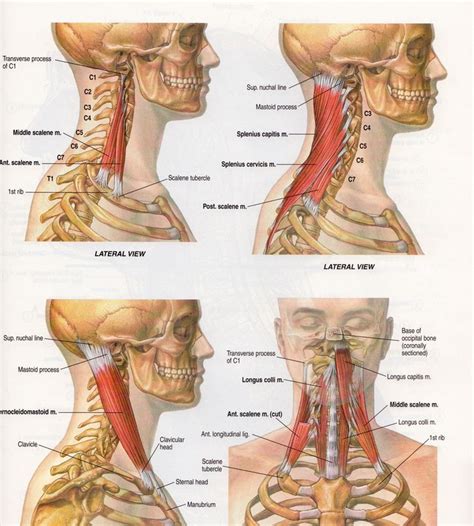 Print of foot flexed with bones and relevant muscle revealed. Postural muscles of the neck are affected by jaw position ...