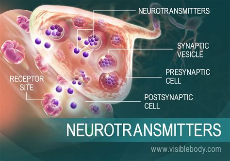 Anhvanyds LuyỆn DỊch 1 The Story Of Neurons