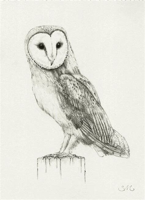Barn Owl Drawing At Explore Collection Of Barn Owl Drawing