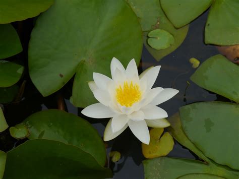 Check spelling or type a new query. #Lilly | Water lilies, Water lily pond, Winter garden