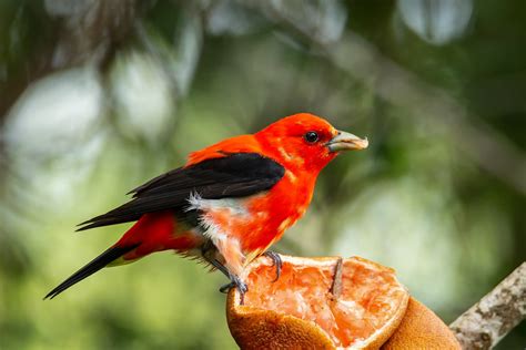 Juvenile Scarlet Tanager South Padre Island Tx Flickr