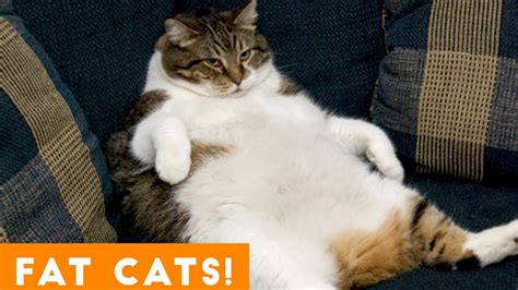 Funniest Fat Cat Compilation September Funny Pet Videos World Cat