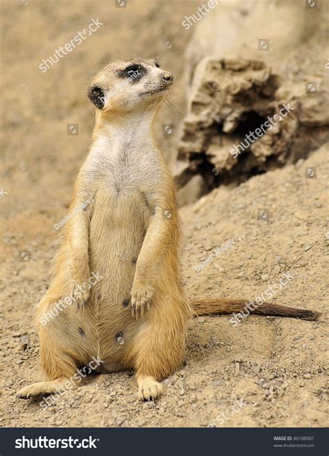 Female Meerkat Standing Stock Photo 40188001 Shutterstock