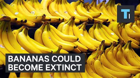 Bananas Could Become Extinct Youtube