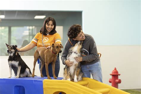Why Should I Enroll My Dog in Daycare at Dogtopia of Eau Claire? - Eau