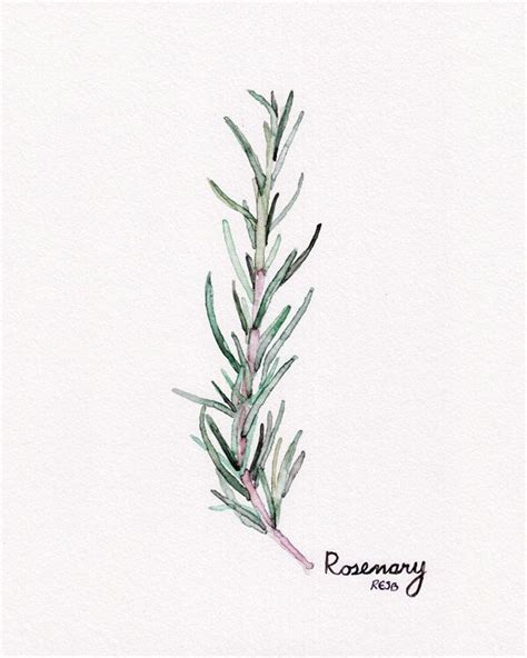 Rosemary Herb Painting Print From Original Watercolor Painting