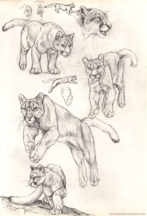 Puma Zeichnen Puma Zeichnen Tiere Zeichnen Tierzeichnung