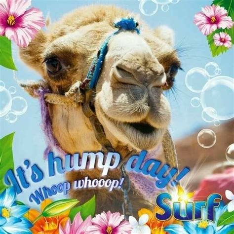Pin By Aline On Camels In 2020 Hump Day Humor Hump Day Quotes Hump