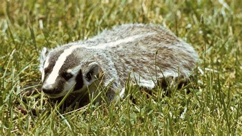Missouri Dept Of Conservation Seeks Confirmed Sightings Of Badgers