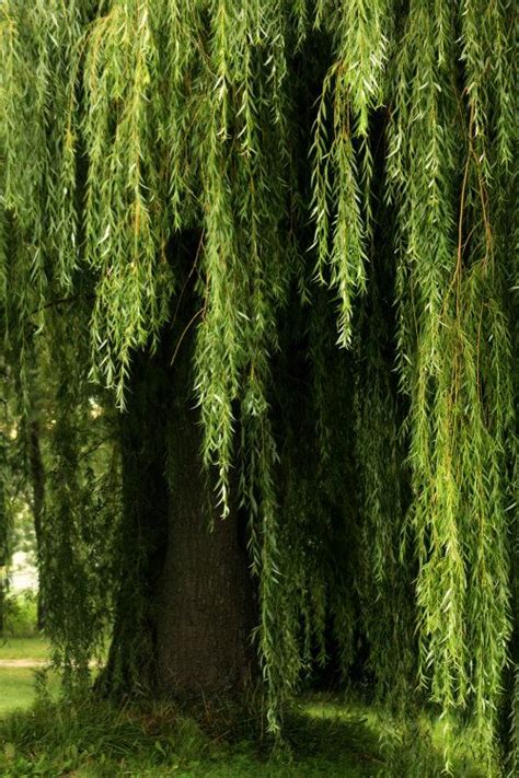 Atouchofwhiteandgreen Weeping Willow Nature Tree Willow Tree