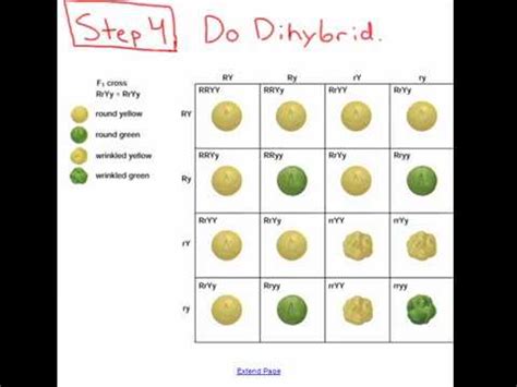 Punnett squares are useful in genetics to diagram possible genotypes of the offspring of two organisms. Dihybrid Punnett Squares - YouTube
