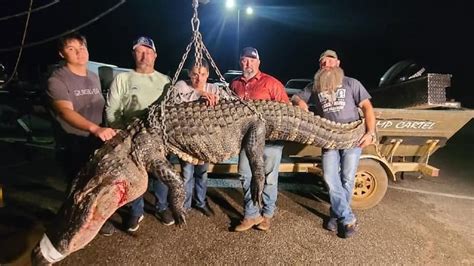 12 Foot Long Alligator Weighing Over 500 Pounds Harvested