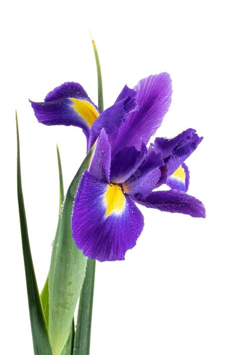 Beautiful Dark Purple Iris Flower Stock Image Image Of Spring Green