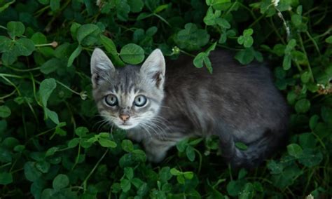 Stray Vs Feral Cats Know The Important Difference