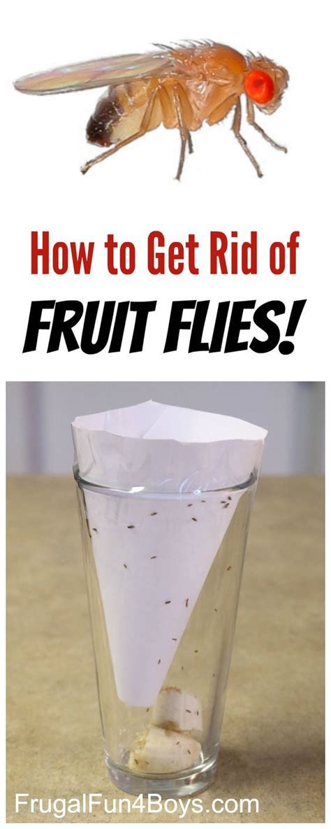 How To Get Rid Of Fruit Flies Frugal Fun For Boys And Girls Fruit