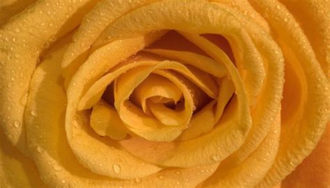These arrangements are appropriate for a spouse or immediate family member to send to the service. What Flowers Are Appropriate for a Funeral? | Garden Guides