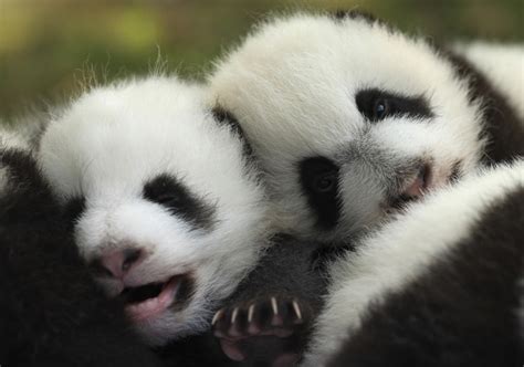 Giant Panda Is No Longer An Endangered Species World Economic Forum