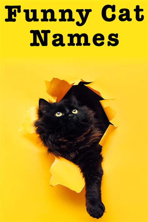 Funny Cat Names Over 200 Hilarious Name Ideas For Your Kitty