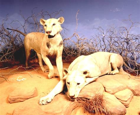 Tsavo Man Eaters Chicago Field Museum Lions