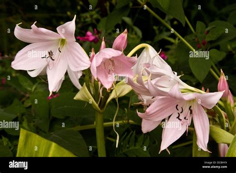 Amaryllidaceae Crinum Powellii Flowers In Full Bloom Inside The Dundee
