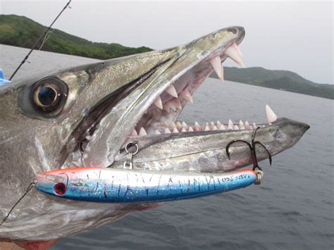 Faster than the imperial navy's marauder bomber, but lacking the high maximum speed of the thunderbolt or lightning fighter. New Great Barracuda Record - Gamefishing Fiji - The best ...