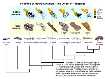 Transitional Fossils Are Not Rare | NCSE