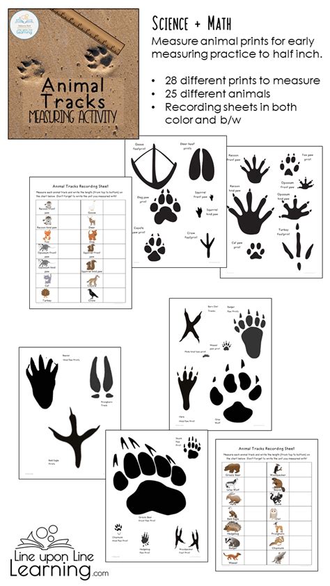 Mammal Tracks Activities For Kids Animals And Their Characteristics